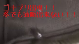 冬でも巨大ゴキブリ出ます！