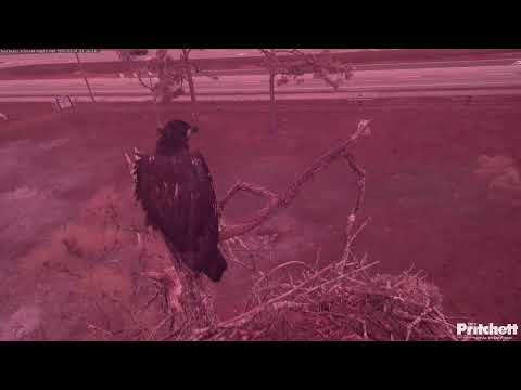 Southwest Florida Eagle Cam