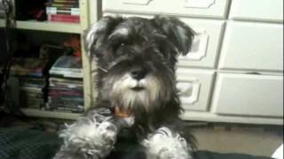 preview picture of video 'Baby schnauzer adventures.  (Holly's first year)'