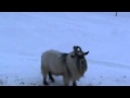 Smelly Acres Billy Goats