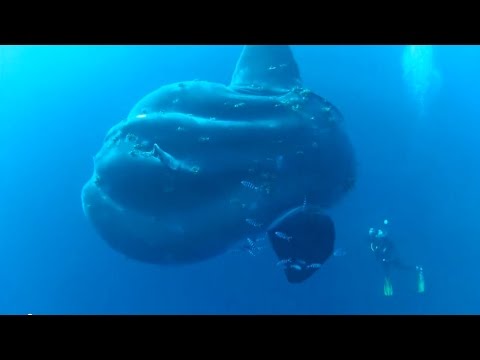 Taucher treffen auf tonnenschweren Mondfisch