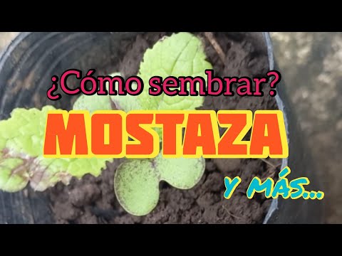 , title : '¿ COMO sembrar MoStAZa ? 🌱 [y algo más...] - Crear y Sembrar'