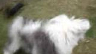 preview picture of video 'Old English Sheepdog playing with Dachshund'