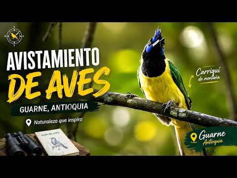AVISTAMIENTO DE AVES GUARNE ANTIOQUIA