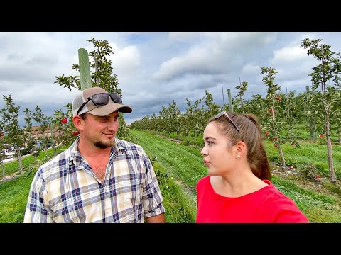 , title : 'Apple Harvest!!  Family Farming 2022'