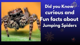 Curious facts about Jumping Spider! Curious jumping spiders.
