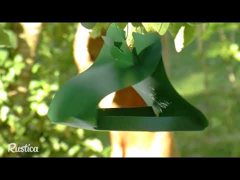 Identifying and Eliminating the Plum Moth