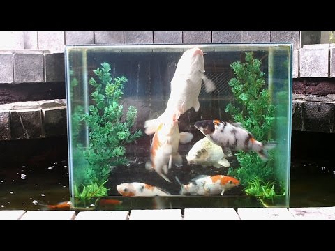 Filling and Draining Technique of the Reverse Aquarium Video