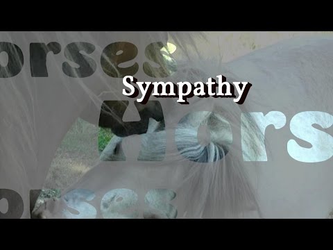 "Sympathy" - Eine kleine Pferde-Geschichte / A small Horse-Story