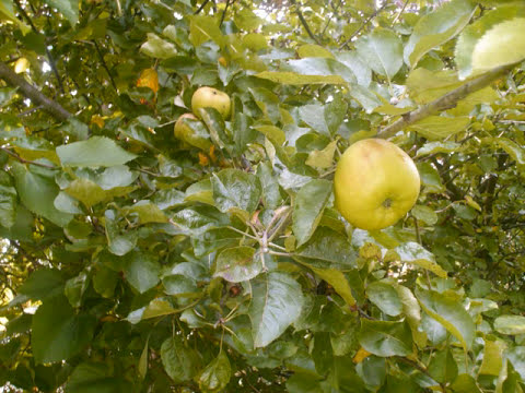 download lagu mp3 mp4 You Are Master Of All Creation Lyrics, download lagu You Are Master Of All Creation Lyrics gratis, unduh video klip You Are Master Of All Creation Lyrics