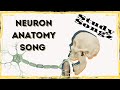 Neuron Song Basic Anatomy And Types Study Songz