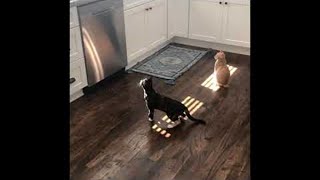 How to Keep Cats off the Counter || ViralHog