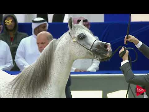 N.220 LVA MAXIMUS - DIAHC 2019 - Stallions In Age 10 Yrs. and Older (Class 14)