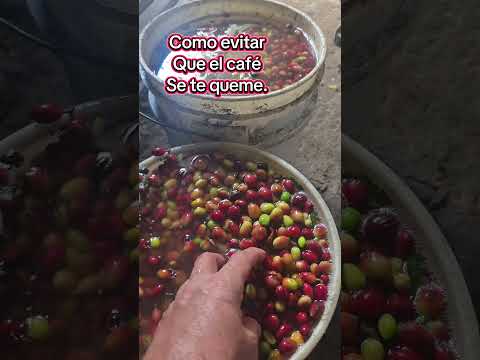 El café de Yalí. jinotega. Nicaragua.