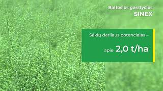 Baltųjų garstyčių SINEX sėklininkystė