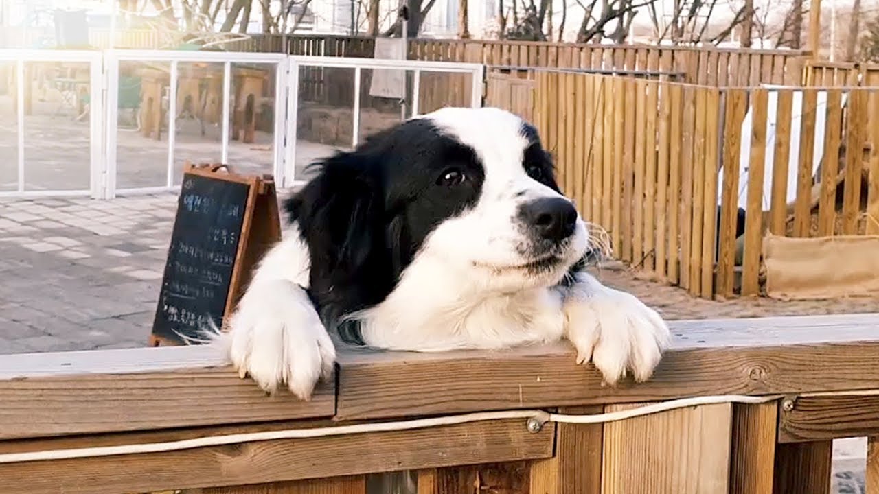 -15℃ 길 잃은 강아지를 주웠는데 보더콜리 마지막 이야기 ㅣ 천둥이 그리고 영상편지