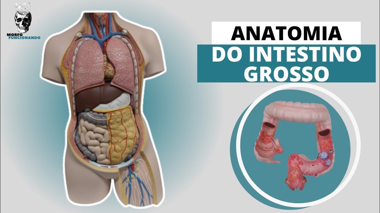 ANATOMIA DO INTESTINO GROSSO (TUBO DIGESTÓRIO OU TRATO GASTROINTESTINAL - TGI) #7
