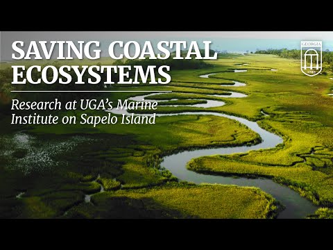Coastal renewal - UGA Research News