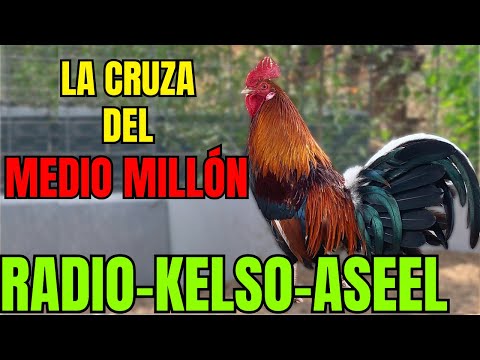 RADIO-KELSO-ASEEL… the half-million cross