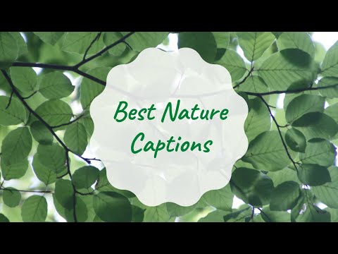 Instagram Nature Captions | Best Nature Captions For Social Media | Aesthetic Nature Captions