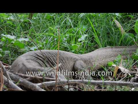 Water monitor Lizard scrapes forest floor, eats ants - mosquitoes bother this giant reptile!