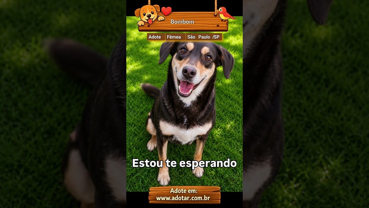 Cachorro raça SRD-ViraLata idade 4 anos nome Bombom
