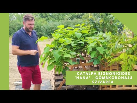 Kis kertekbe való fa | Catalpa bignonioides 'Nana' - Gömbkoronájú szivarfa