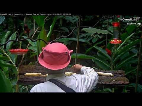 Banana Delivery and a Nice Wave to the Cam 😀 ... Panama Fruit Feeder Cornell Lab