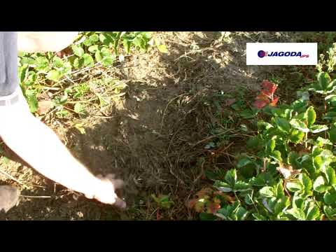 Bineuse sur le rang zuza 3 inter-rangs hauteur jusqu'à 50 cm jagoda jps_9