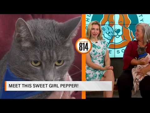 Meet this sweet girl Pepper from the Huntingdon County Humane Society! - YouTube