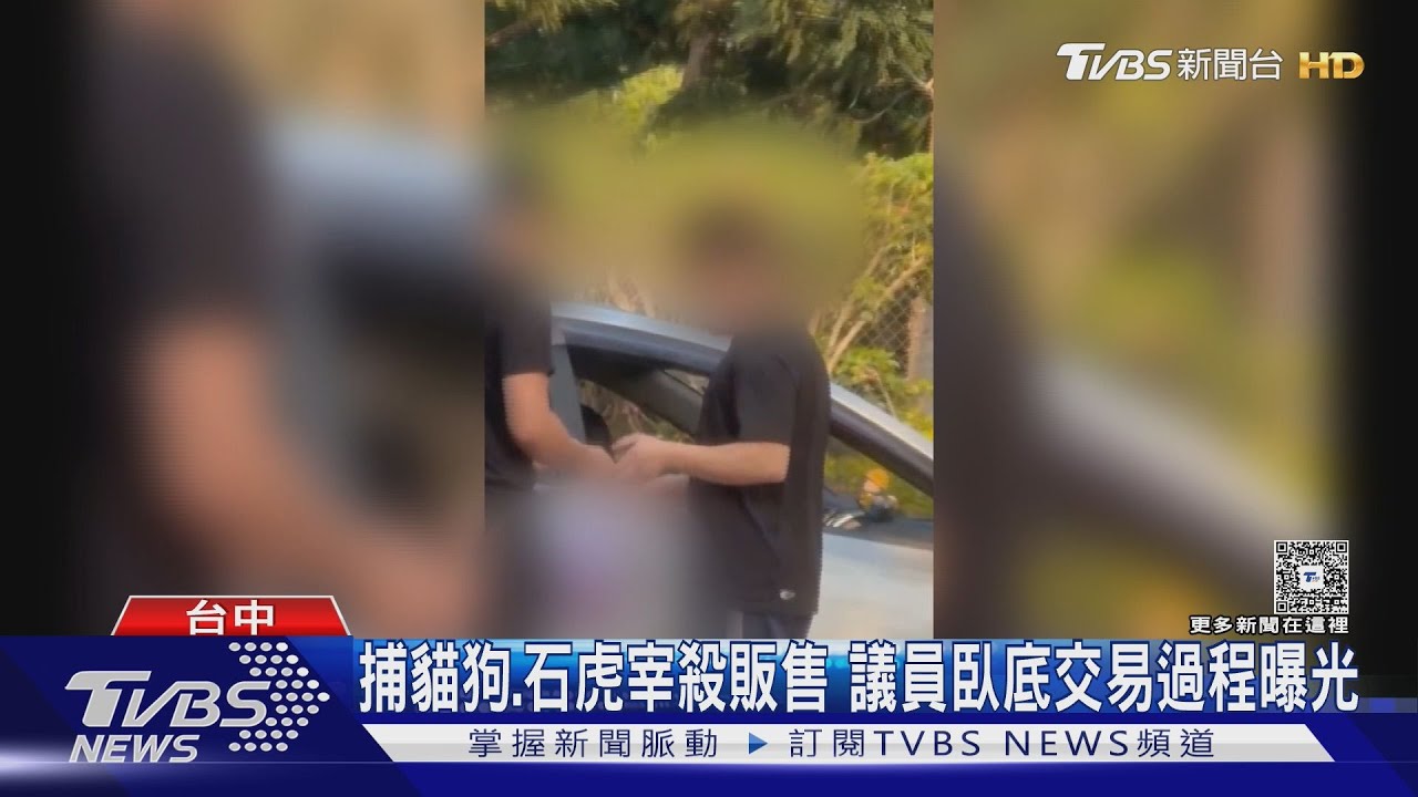 捕貓狗、石虎宰殺販售　議員臥底交易過程曝光