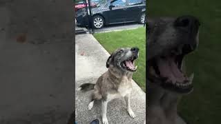 Video preview image #1 Mutt Puppy For Sale in Stratham, NH, USA