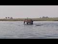 Cass McCombs - Seeing The Elephant (Official Video)