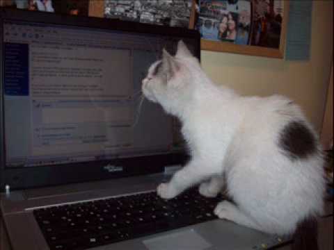 Solal - psycho girls and psycow boys