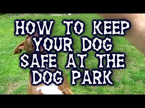 ドッグパークで犬を安全に保つ方法