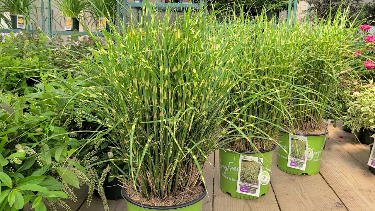 Miscanthus Bandwidth (Infertile Maiden Grass) // Exciting WorryFree® Non-invasive selection✔️😊