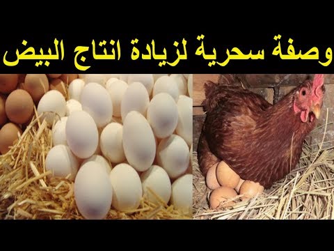 , title : 'كيف تضاعف انتاج بيض الدجاج؟! .. وصفة سحرية لزيادة انتاج البيض'