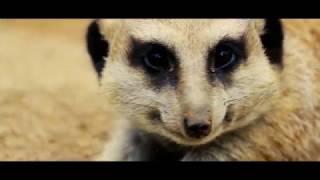 Auckland Zoo | Emigrate // Novo Amor