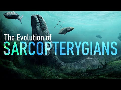 The lobe-finned fishes