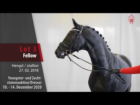 Youngster- und Zuchtstutenauktion/Dressur Lot 3 Fellow Hengst v. For Romance I - Fürst Fugger