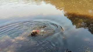 Video preview image #1 Mutt Puppy For Sale in McCormick, SC, USA