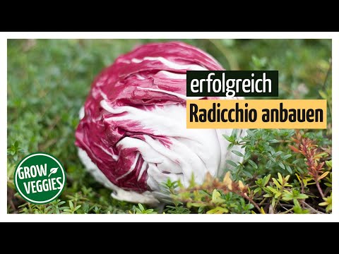 , title : 'Radicchio erfolgreich anbauen | Gemüseanbau im Garten @Gartengemüsekiosk'