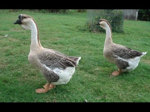 , title : 'All goose breeds. Over 60 breeds'
