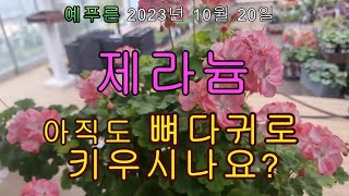 제라늄 아직도 뼈다귀로 키우시나요? 풍성하게 꽃보는 방법