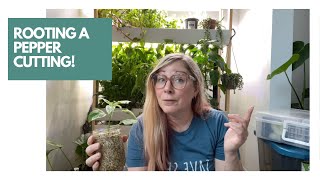 ROOTING MY GORGEOUS FISH PEPPER FROM A CUTTING