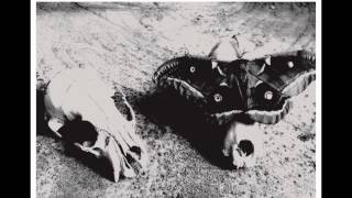 Mimicking Birds  - Owl Hoots