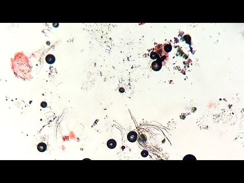 Jesse Baez Un par de cosas