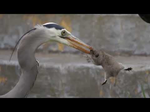 La Garza 🌟 Asesina implacable 🐇 🐠 Grandes Depredadores Infravalorados 🐁 🐍
