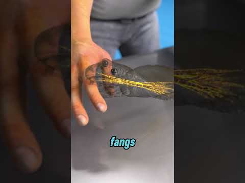 How a Snake’s Head Moved After Being Cut Off