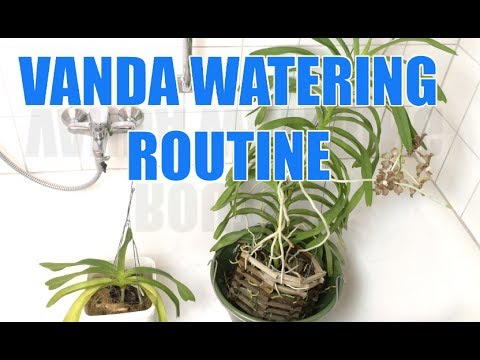 My Windowsill Vanda Watering Routine - „Soaking Till Saturation“ Once a Week
